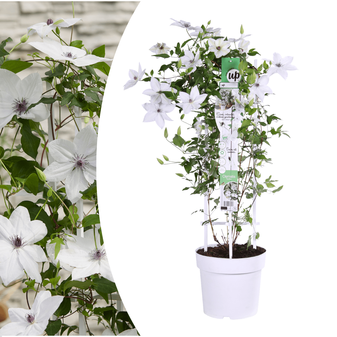 Clematis Garland Tsukiko kaufen | Kletterpflanze – Topf Ø 23 cm - Wurzelwerk Design