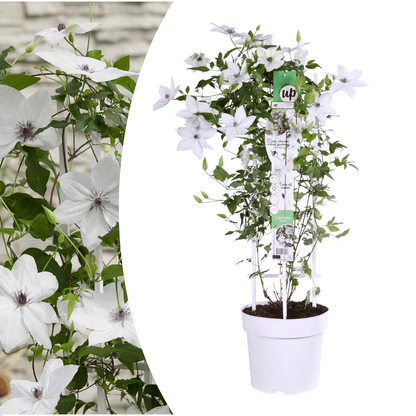 Clematis Garland Tsukiko kaufen | Kletterpflanze – Topf Ø 23 cm - Wurzelwerk Design