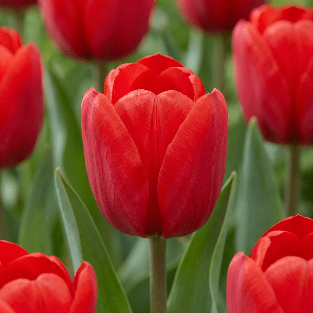 Triumph-Tulpe Rot – Tulipa online kaufen | 30 bis 120 Blumenzwiebeln, standfest &amp; langstielig – Wurzelwerk Design - Wurzelwerk Design