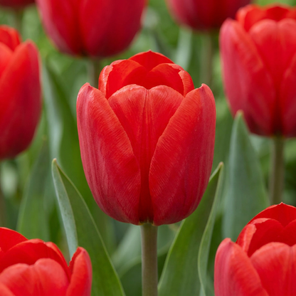 Triumph-Tulpe Rot – Tulipa online kaufen | 30 bis 120 Blumenzwiebeln, standfest &amp; langstielig – Wurzelwerk Design