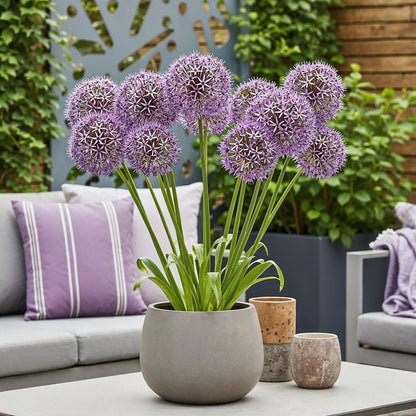 Blumenzwiebeln Allium Christophii | 15 Stück Lila – Zwiebelgröße 10/12 – XXL Pack - Wurzelwerk Design