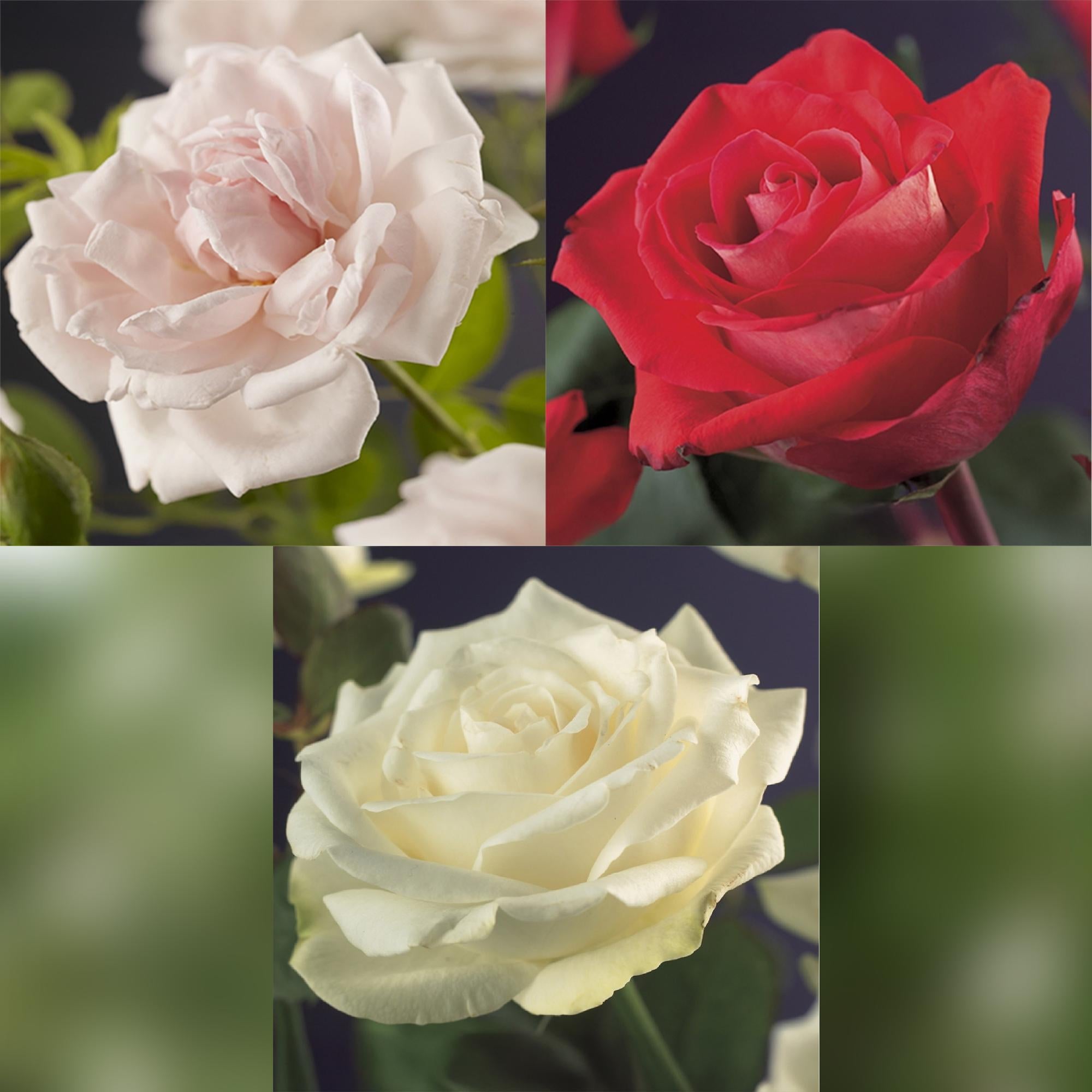Drei Everspring Kletterrosen in Töpfen, tricolore Blumen rosa, weiß, rot, Höhe 40cm, geringer Pflegeaufwand, Topf 11cm