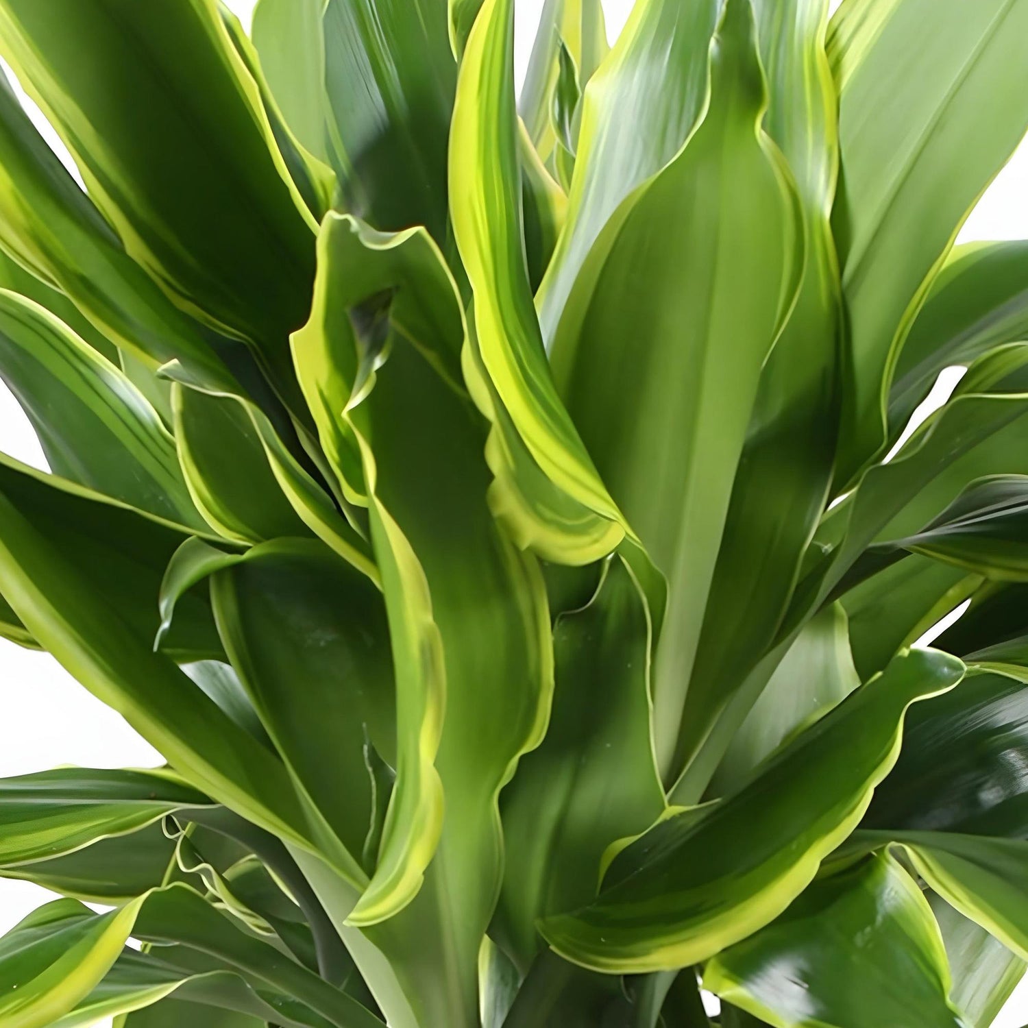 Everspring Dracaena fragrans Golden Coast im Korb, 50-55cm hoher Drachenbaum, grüne Blätter, dekorative Zimmerpflanze