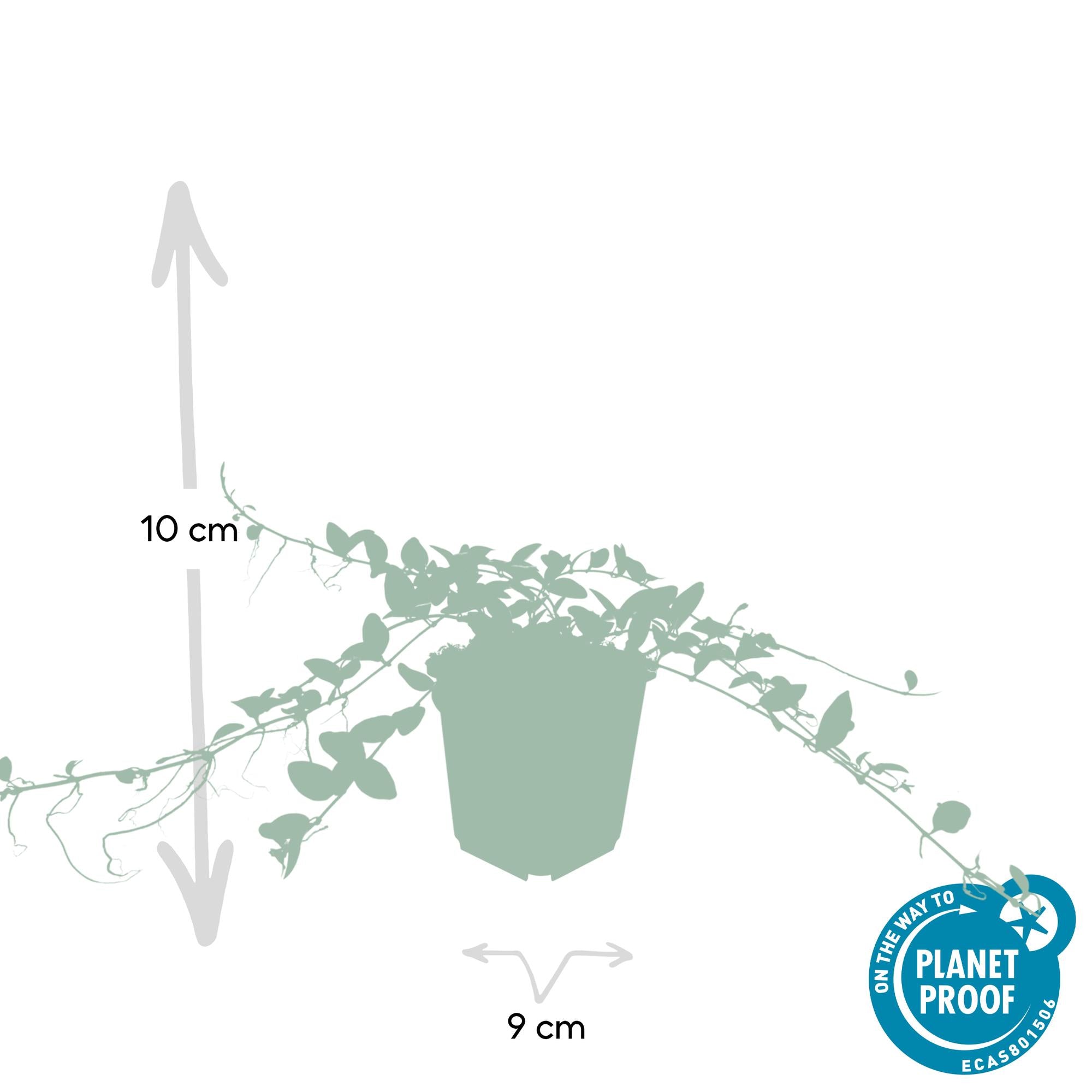 24x Vinca minor ‘Alba’ – Weißblühendes Immergrün für Beete &amp; Gehölzränder – Höhe 10–25 cm – Ø 9 cm