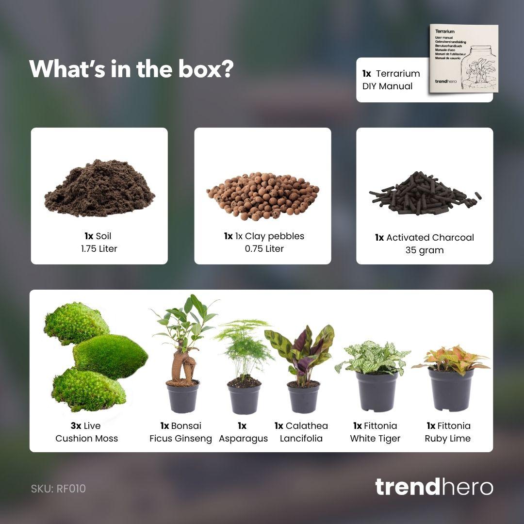Nachfüllpackung für Pflanzenterrarien &amp; Starterset mit 5 Pflanzen