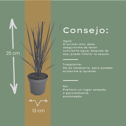 Rutenhirse Northwind kaufen | 3× Panicum virgatum, Ø 12 cm