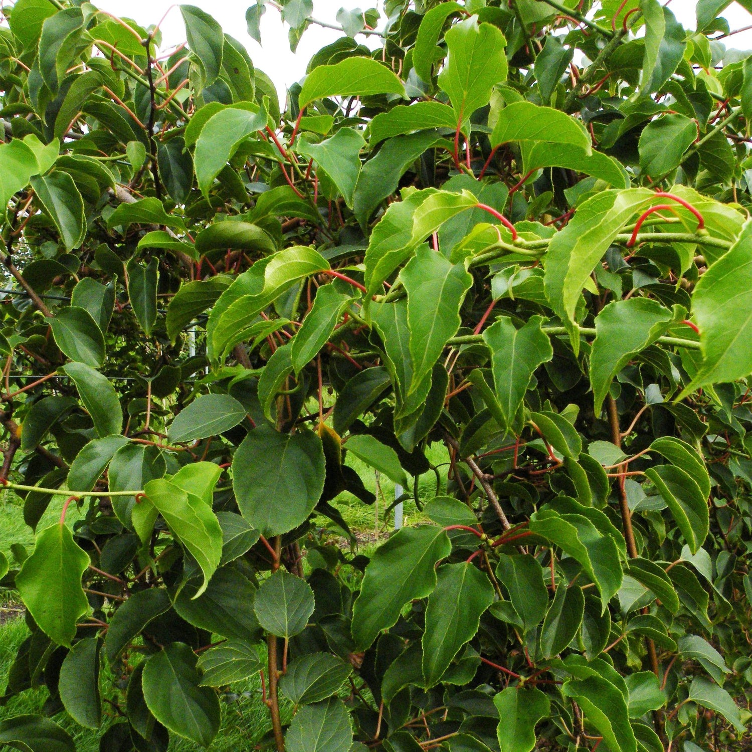 Actinidia arguta &