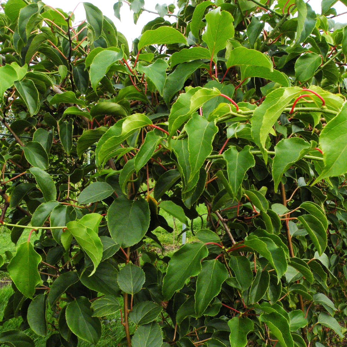 Actinidia arguta &