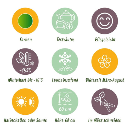 Kräuter - Paket - Kräutertee - 24 Stauden - Für 3 m² - Verschiedene Farben - Wenig Pflege - Topf 11 cm - Wurzelwerk Design