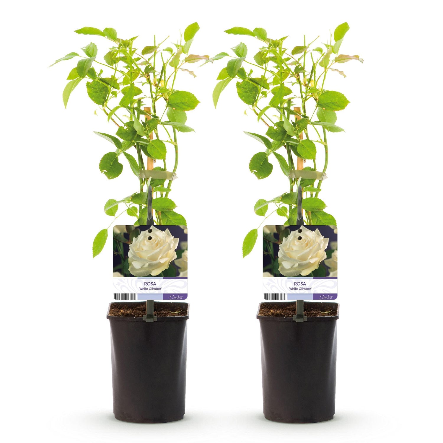 Kletterrose - Rose White Climber - Blüte Weiß - Wenig Pflege - 2 Pflanzen - Topf 11cm Höhe 40cm