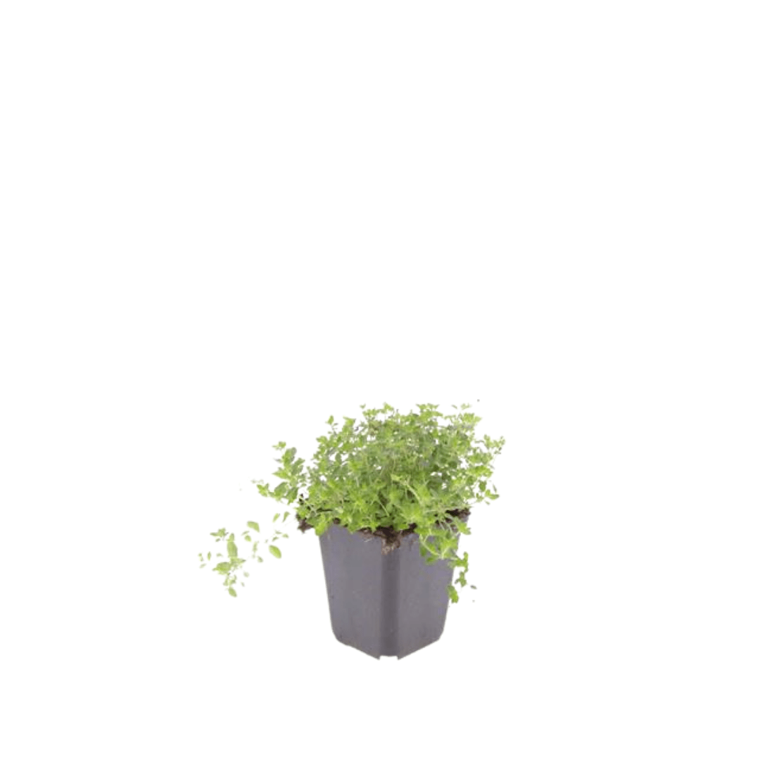 12x Thymian serpyllum - Höhe 10 - 25 cm - Ø 9 cm - Wurzelwerk Design