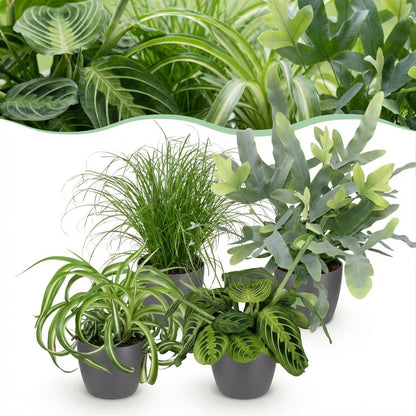 Vier Zimmerpflanzen-Set mit Chlorophytum, Cyperus, Phlebodium und Marantha in grauer, weißer oder Korb-Pot, ca. 25cm hoch.