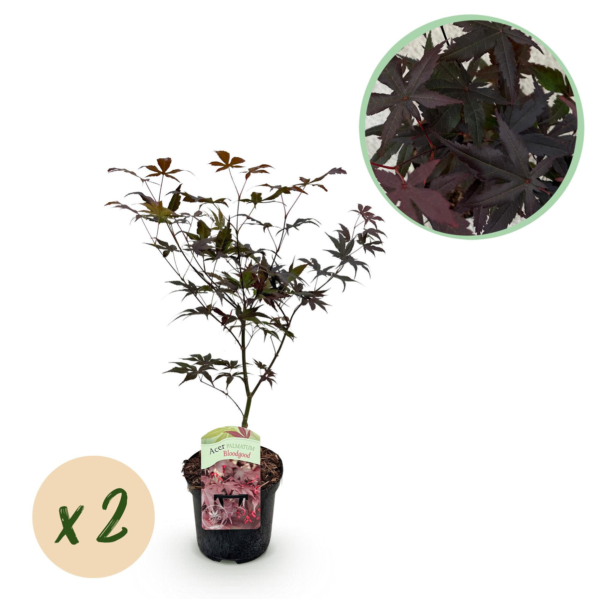 Japanischer Ahorn Acer palmatum Bloodgood in Topf, rot, laubabwerfend, 2 Pflanzen, Höhe 70cm, Everspring