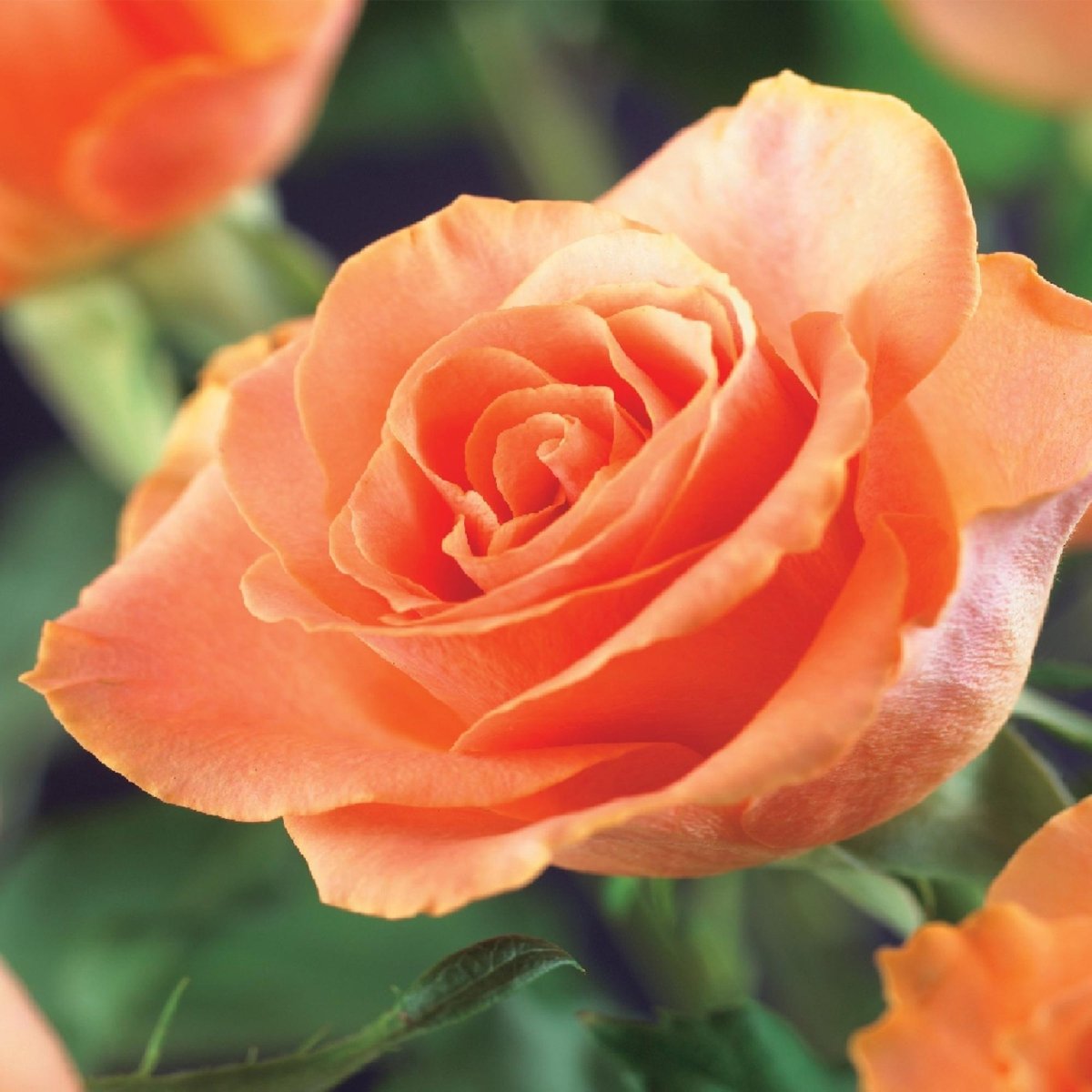Kletterrose - Rosa Orange Climber - Blüte Orange - Wenig Pflege - 2 Pflanzen - Topf 11cm Höhe 40cm - Wurzelwerk Design