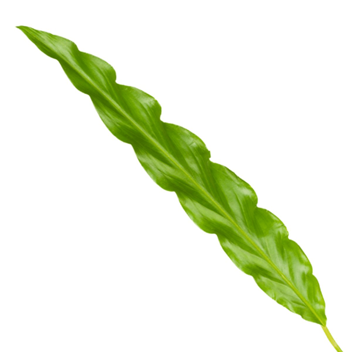 Calathea Bluegrass 35 cm | Korbmarante im Ø12 cm Topf – Immergrün &amp; Haustierfreundlich - Wurzelwerk Design
