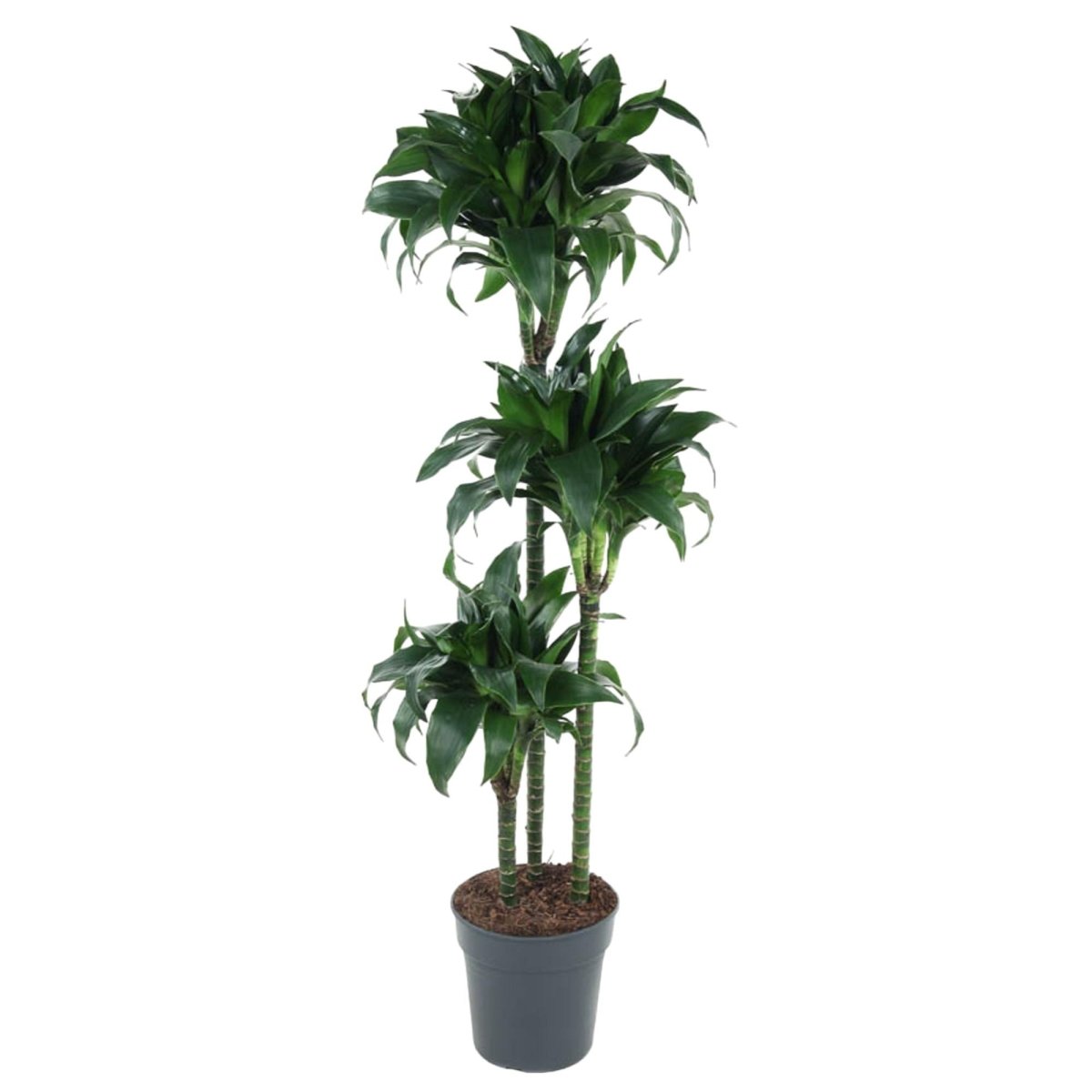 Dracaena Tatuade 140 cm – Pflegeleicht &amp; luftreinigend - Wurzelwerk Design