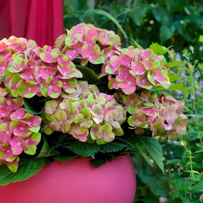 Everspring Hortensie Hydrangea Magical Green Fire in Topf mit rosa und grünen Blüten, Höhe 55cm, Durchmesser 23cm