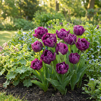 Gefüllte Tulpe Lila – Tulipa Double Lilac online kaufen | 24 bis 96 Blumenzwiebeln, gefüllt &amp; päonienartig – Wurzelwerk Design