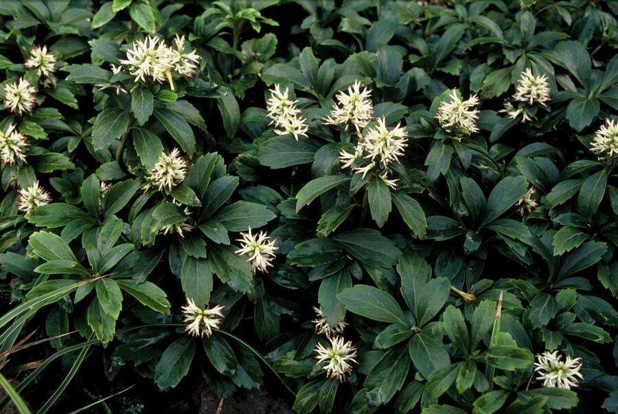 Pachysandra terminalis ‘Green Sheen’ – 24 Pflanzen, Ø 9 cm Topf, Höhe 10–25 cm – Immergrüner Bodendecker für Schattenlagen - Wurzelwerk Design