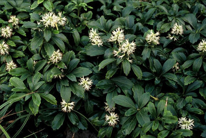 Pachysandra terminalis ‘Green Sheen’ – 24 Pflanzen, Ø 9 cm Topf, Höhe 10–25 cm – Immergrüner Bodendecker für Schattenlagen - Wurzelwerk Design