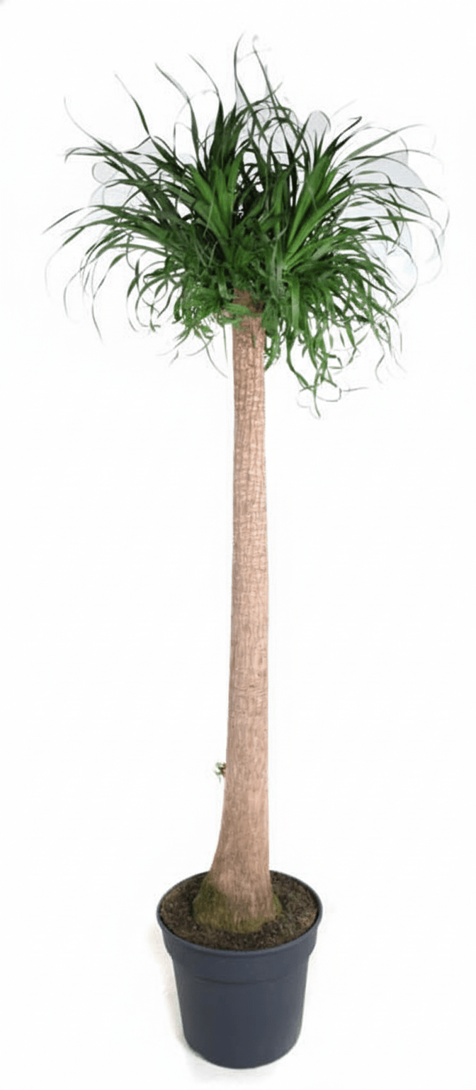 Große Beaucarnea XXL Elefantenfuß Zimmerpflanze von Everspring, 180–210 cm hoch, mit dickem, buschigem Stamm und grünen Blättern