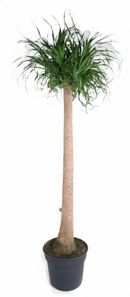 Große Beaucarnea XXL Elefantenfuß Zimmerpflanze von Everspring, 180–210 cm hoch, mit dickem, buschigem Stamm und grünen Blättern