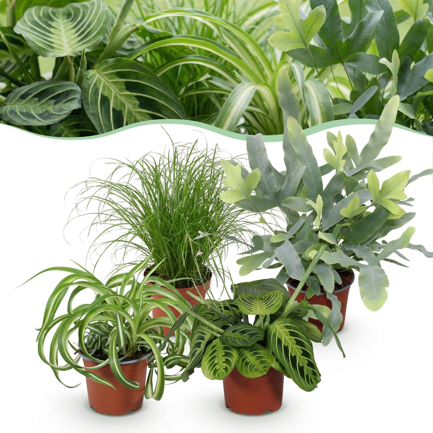 Vier haustierfreundliche Pflanzen im 12cm Topf, inklusive Chlorophytum, Cyperus, Phlebodium und Marantha, Höhe ca. 25cm