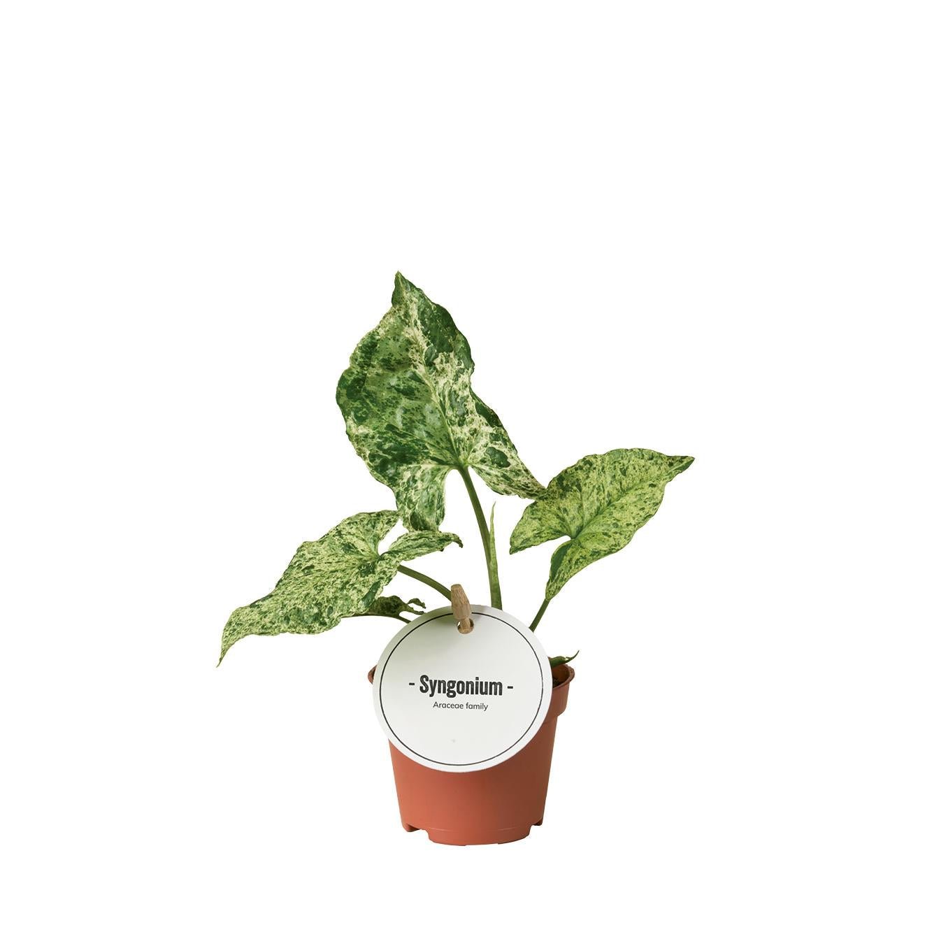 Syngonium Mottled - Ø6cm - ↕15cm