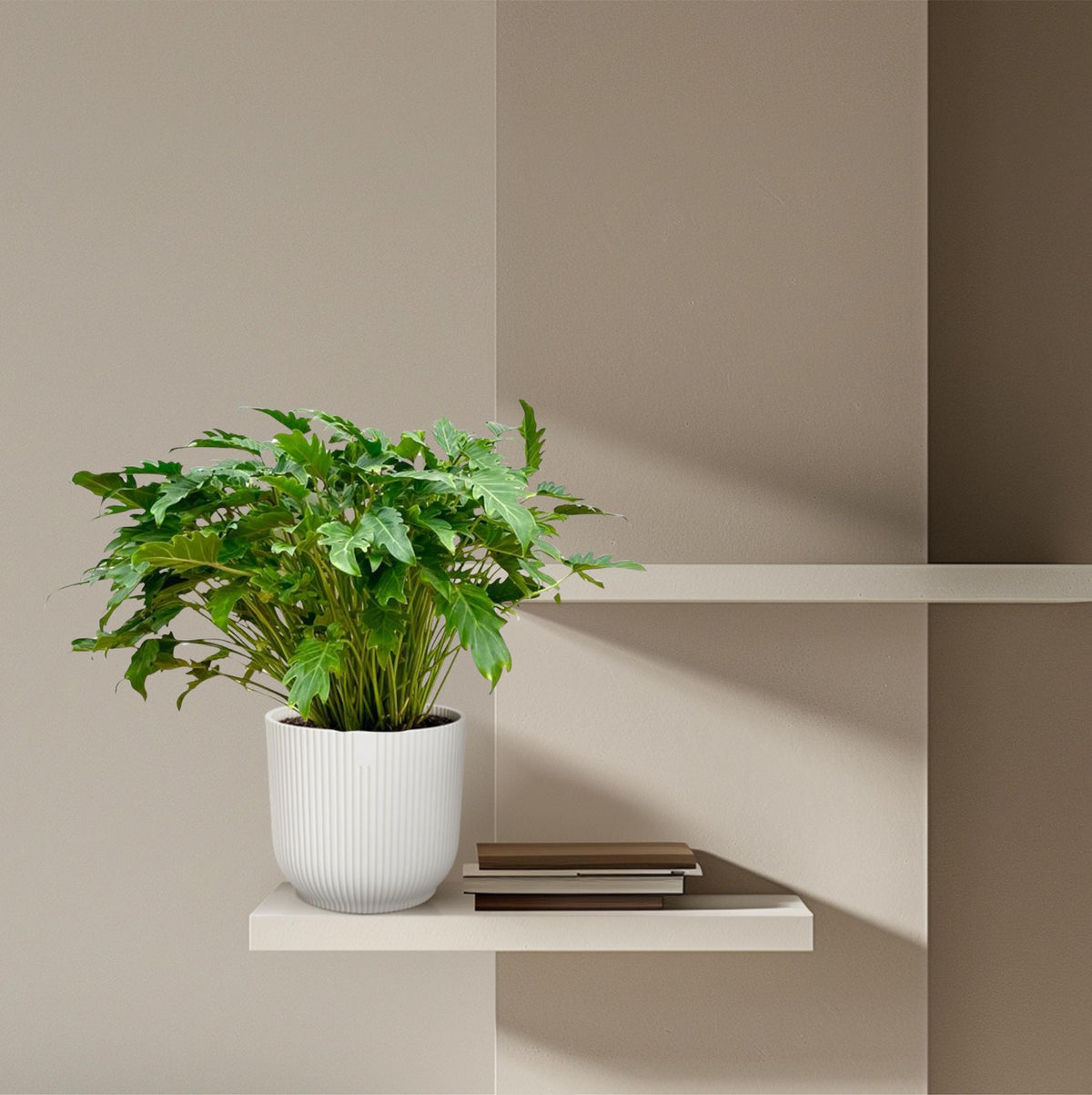 Everspring Philodendron Xanadu Pflanze, 80 cm hoch, mit großen, grünen Blättern in einem Topf.