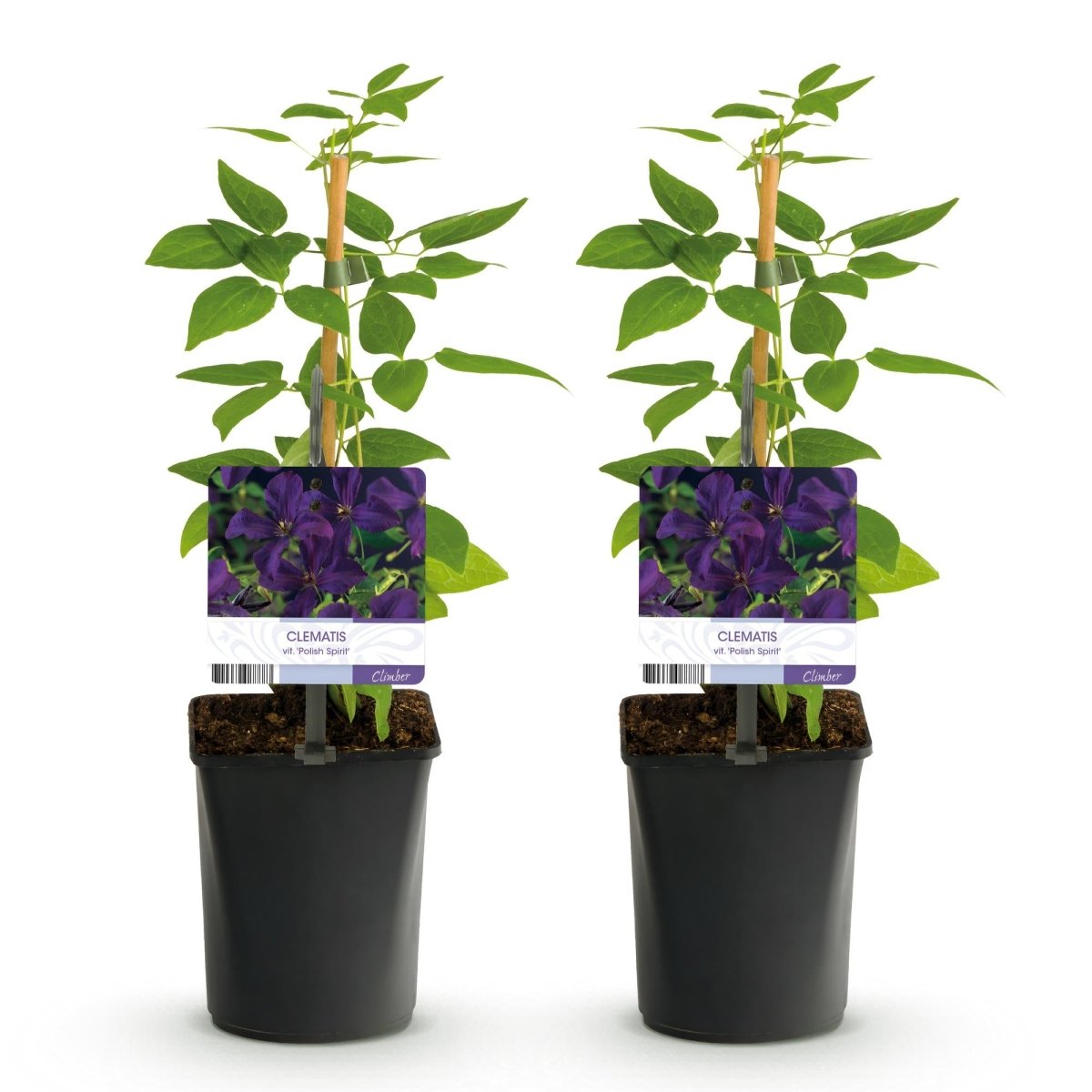 Clematis viticella &