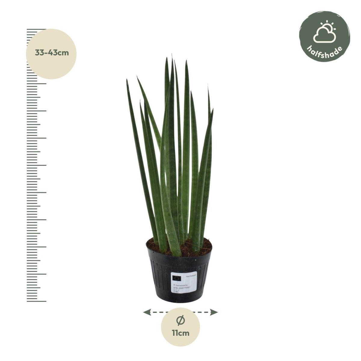 Sansevieria cylindrica ‘Bacularis’ – Mikado Pflanze 38 cm - Wurzelwerk Design