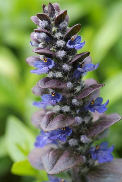 24x Ajuga reptans ‘Catlin’s Giant’ – Bodendecker mit violettem Laub &amp; Blüten – Höhe 10–25 cm – Ø 9 cm - Wurzelwerk Design