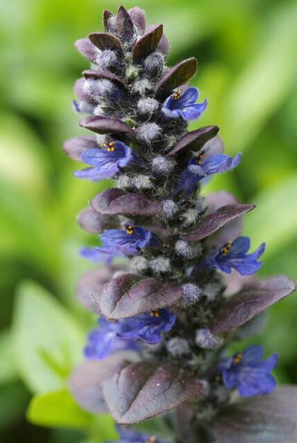 24x Ajuga reptans ‘Catlin’s Giant’ – Bodendecker mit violettem Laub &amp; Blüten – Höhe 10–25 cm – Ø 9 cm