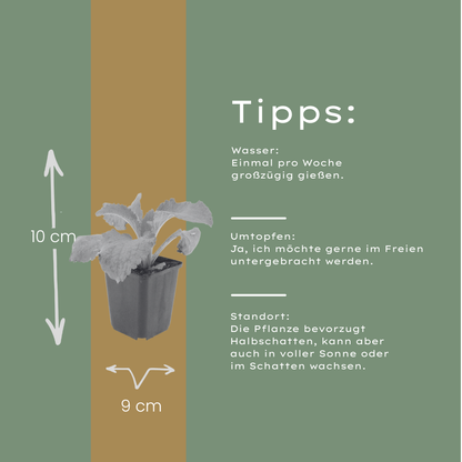 6x Digitalis purpurea - ↕10-25cm - Ø9cm
