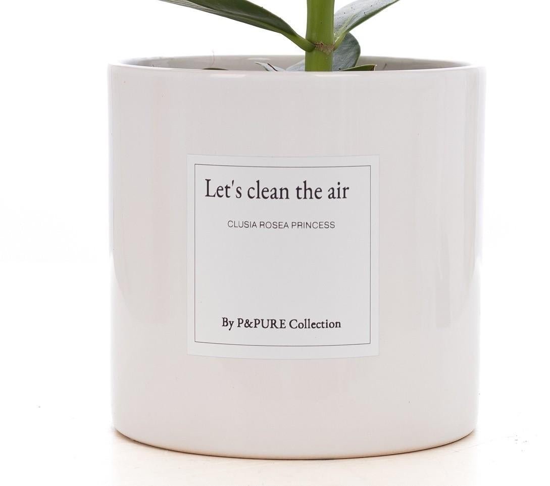 Clusia Rosea Geschenk „Let&