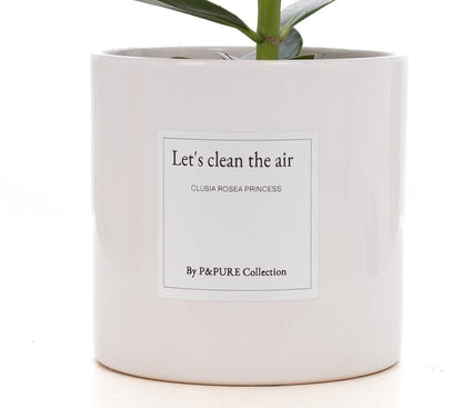 Clusia Rosea Geschenk „Let&