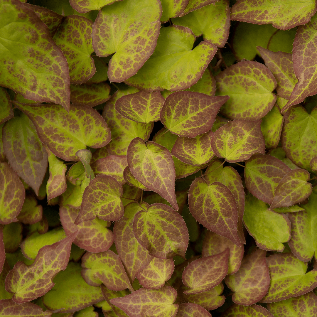 Sechs Everspring Epimedium perralc. &