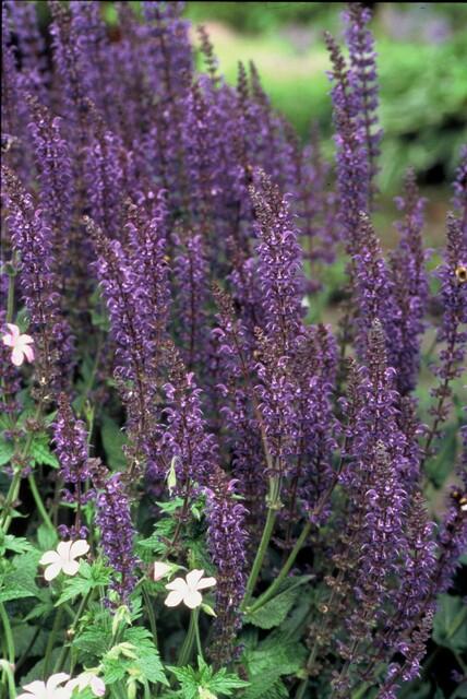 Salvia nemorosa ‘Mainacht’ – 24 Stück, Ø 9 cm Topf, Höhe 10–25 cm – Duftender, winterharter Ziersalbei für Garten &amp; Bienen - Wurzelwerk Design