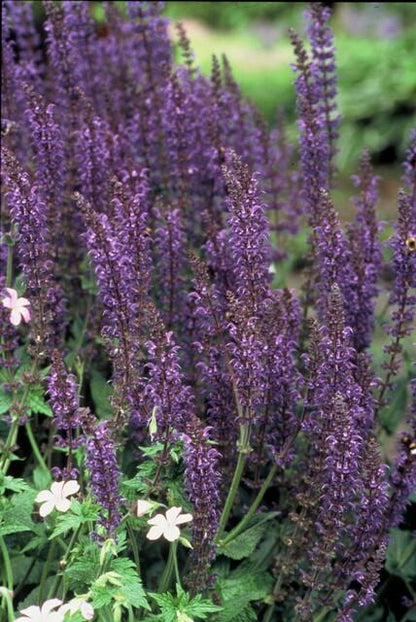 Salvia nemorosa ‘Mainacht’ – 24 Stück, Ø 9 cm Topf, Höhe 10–25 cm – Duftender, winterharter Ziersalbei für Garten &amp; Bienen - Wurzelwerk Design