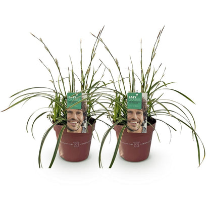 Carex morrowii &