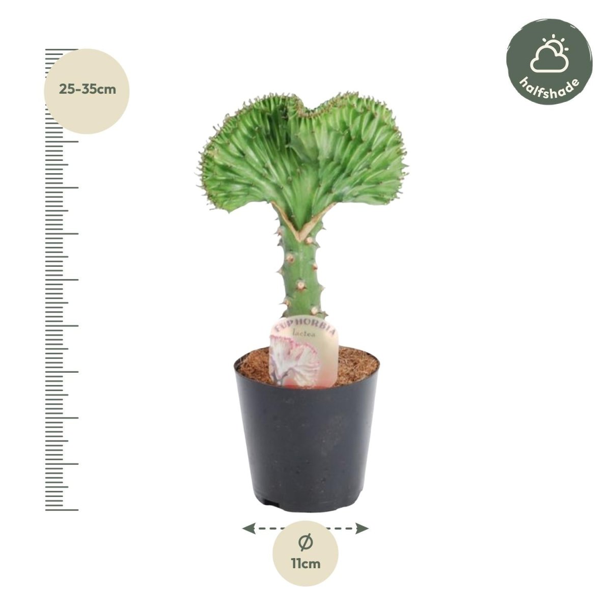 Euphorbia lactea Cristata grün - 30 cm - Ø 10,5 cm - Wurzelwerk Design