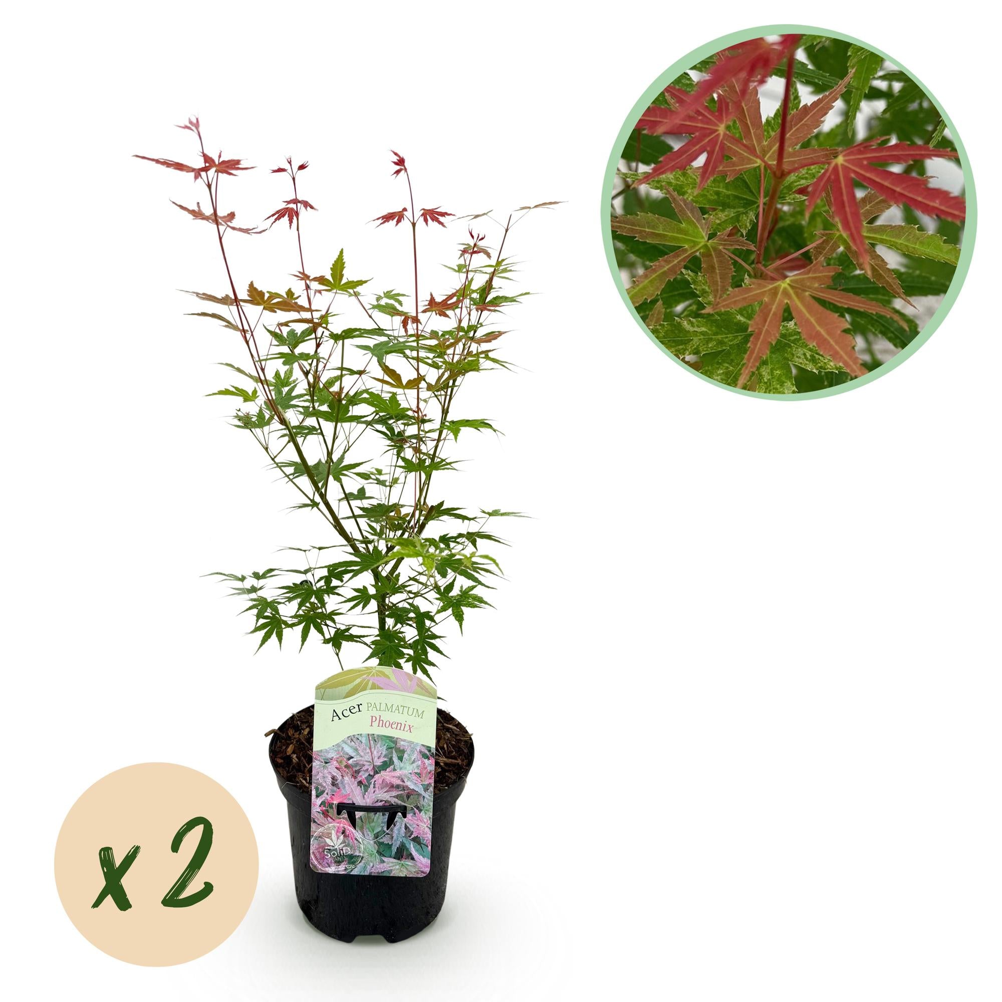 Japanischer Ahorn Acer palmatum Phoenix mit rosa Blättern, 2 Topfpflanzen, laubabwerfend, Höhe 70cm, in 19cm Töpfen.