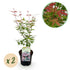 Japanischer Ahorn Acer palmatum Phoenix mit rosa Blättern, 2 Topfpflanzen, laubabwerfend, Höhe 70cm, in 19cm Töpfen.