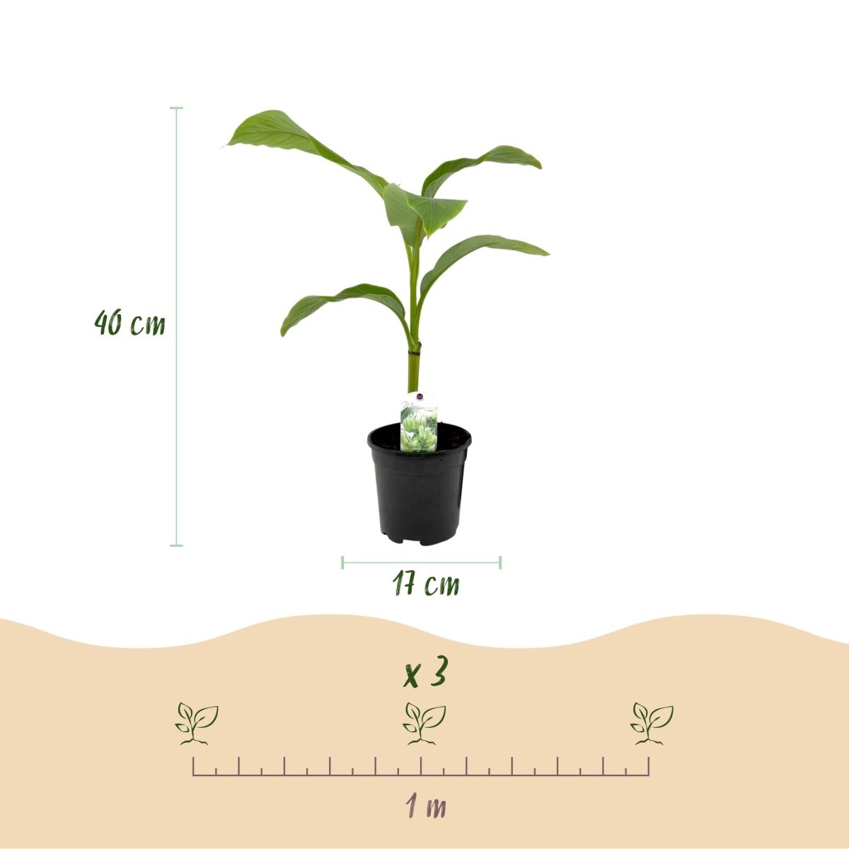 Musa basjoo – Winterharte Bananenpflanze für Garten &amp; Balkon - Wurzelwerk Design