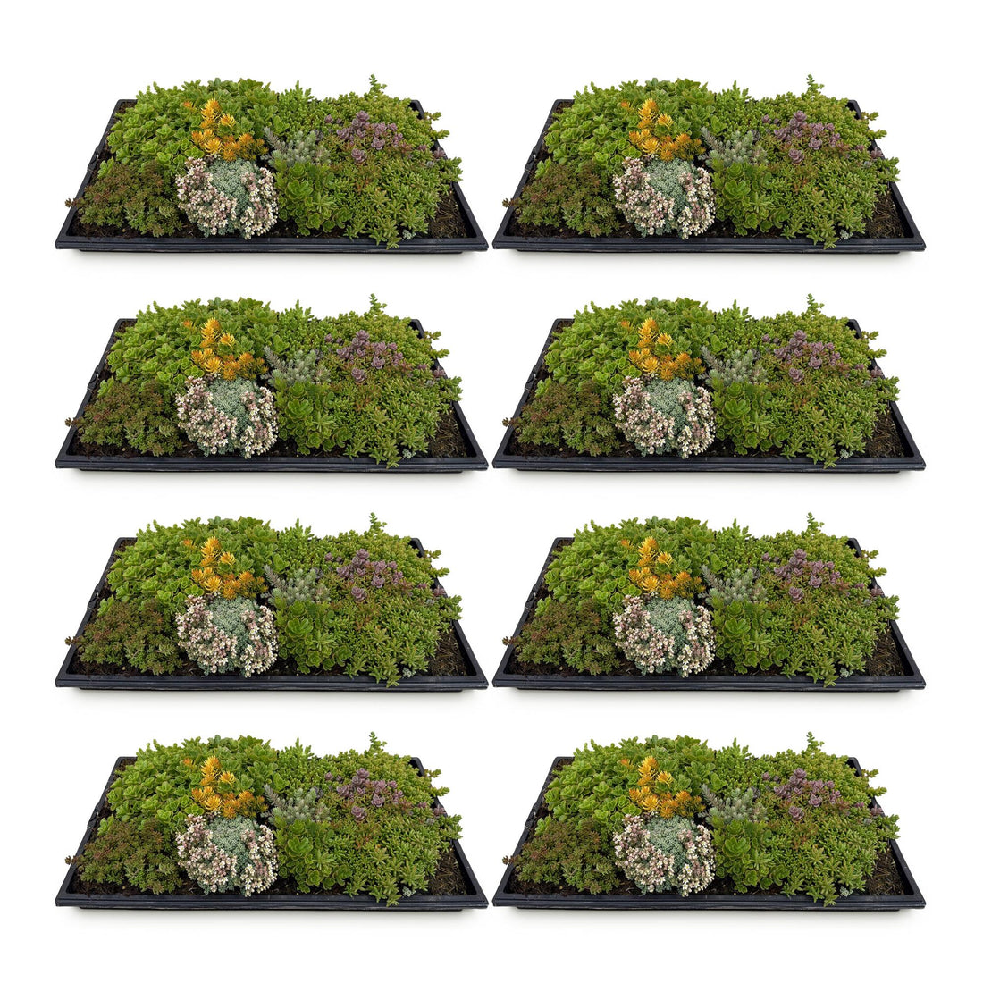 8x Bodendecker Sedummatte | Winterhart &amp; pflegeleicht – 10 Sorten – 50×30 cm