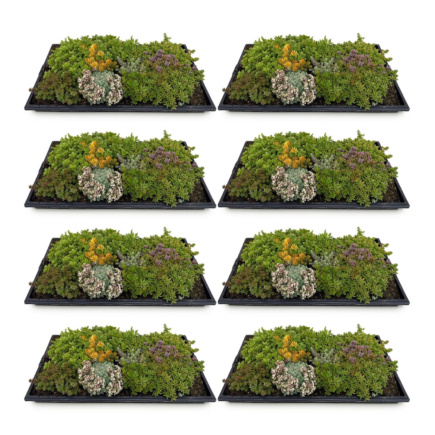 8x Bodendecker Sedummatte | Winterhart &amp; pflegeleicht – 10 Sorten – 50×30 cm