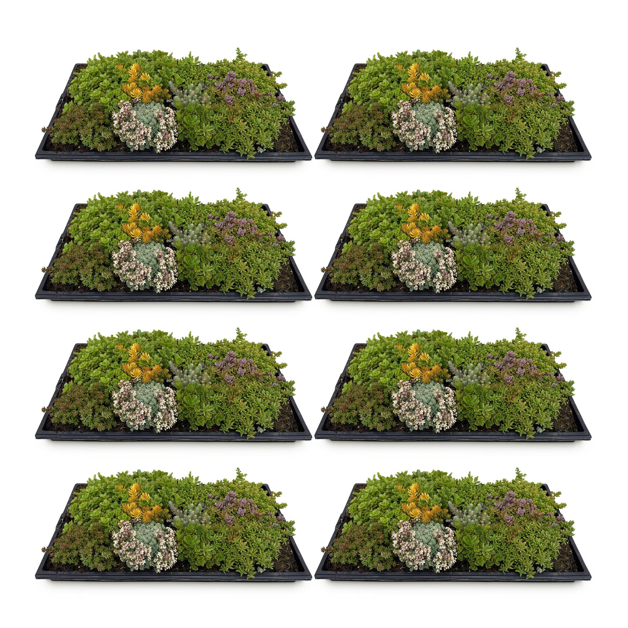 8x Bodendecker Sedummatte | Winterhart &amp; pflegeleicht – 10 Sorten – 50×30 cm