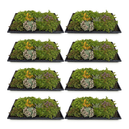 8x Bodendecker Sedummatte | Winterhart &amp; pflegeleicht – 10 Sorten – 50×30 cm