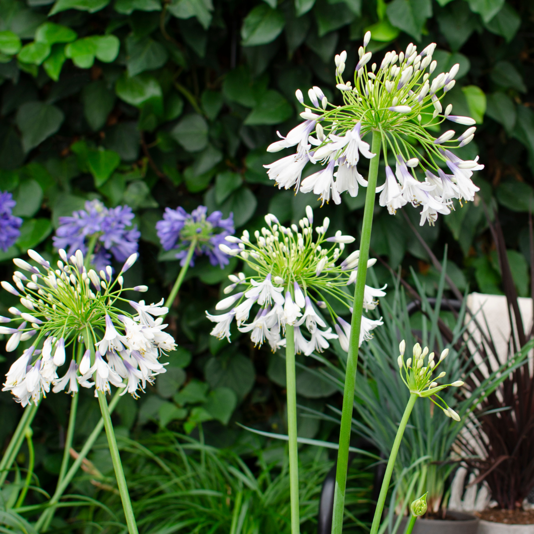 Agapanthus Fireworks kaufen | Schmucklilie – Topf Ø 23 cm - Wurzelwerk Design