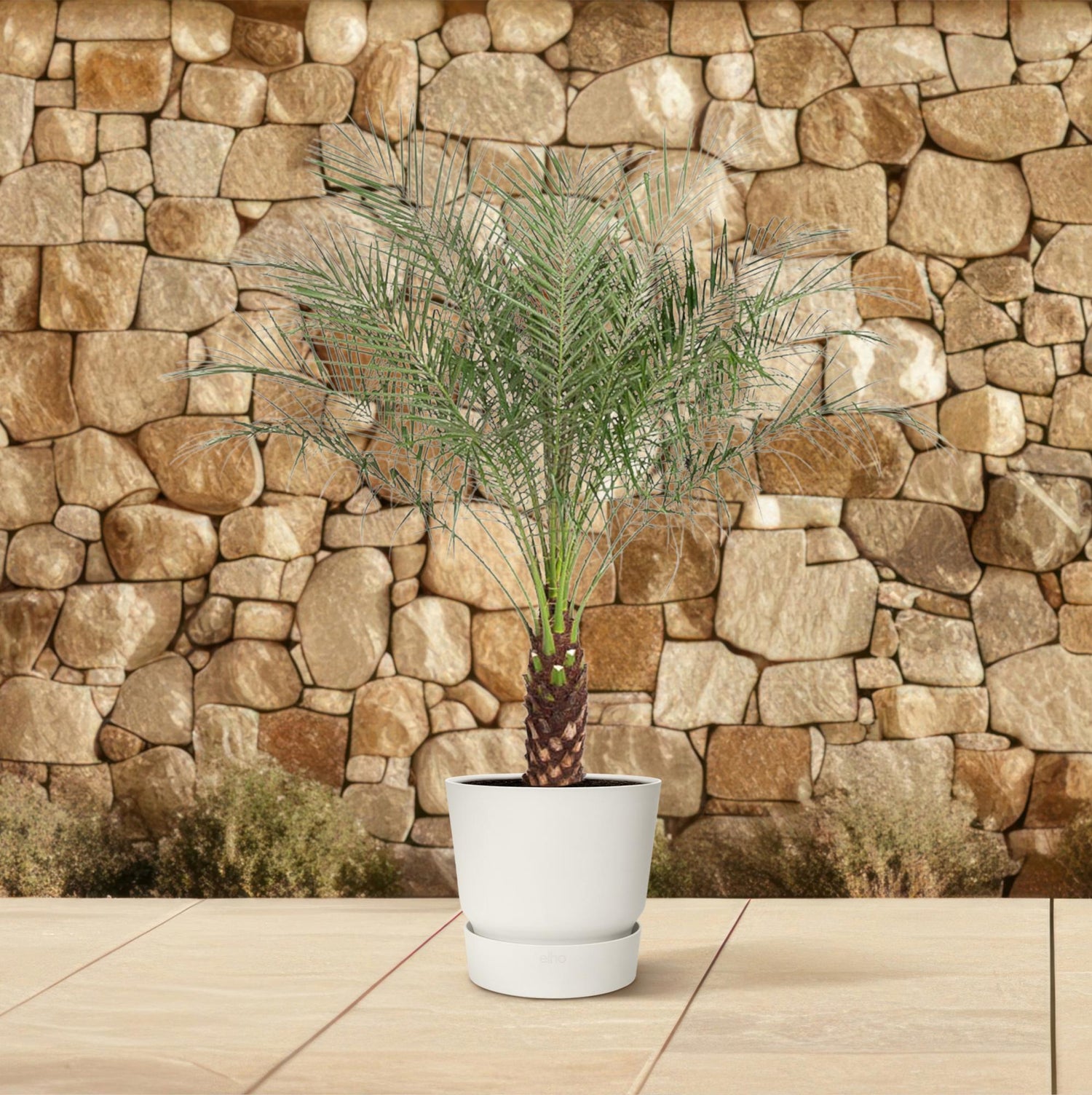 Phoenix roebelenii – Zwerg-Dattelpalme als elegante immergrüne Kübel- und Zimmerpalme